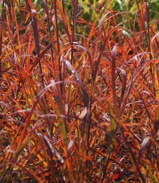Andropogon gerardii 'Red October'